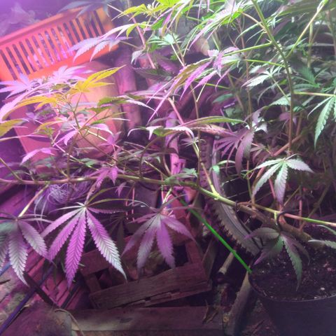 Milk-shake  growlog timeline photo