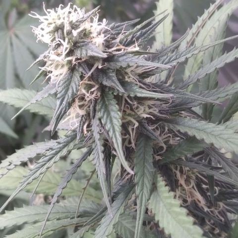 Colômbia kkau  growlog photo: Kku3