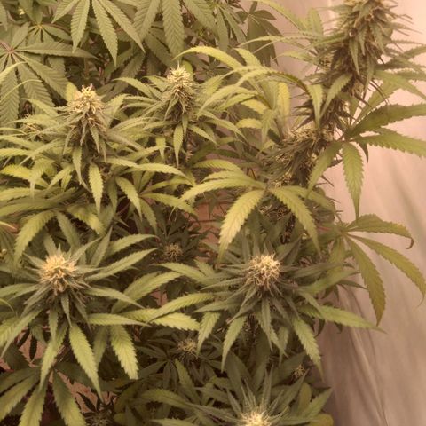 Colômbia kkau  growlog photo: Kku3