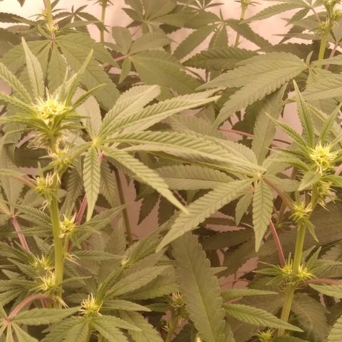 Limonada de Manga growlog timeline photo
