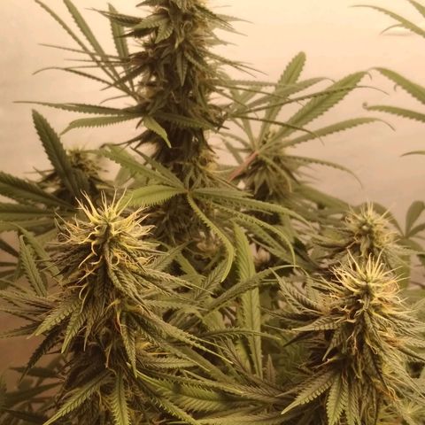 Colômbia kkau  growlog photo: Strawberry 