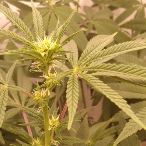 Limonada de Manga growlog timeline photo