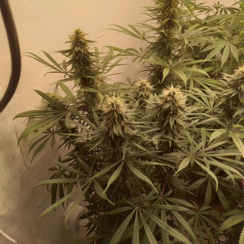 Colômbia kkau  growlog photo: Strawberry 