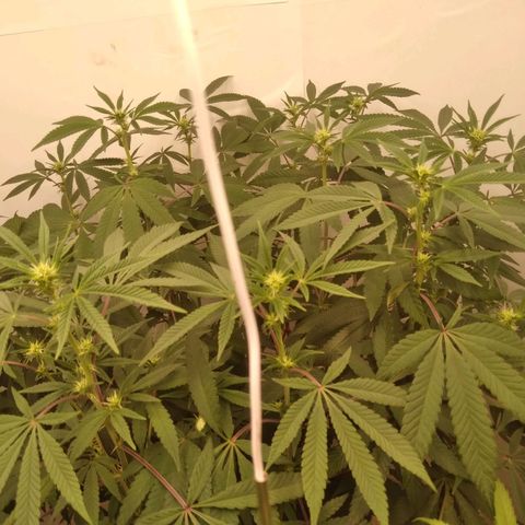 Limonada de Manga growlog timeline photo