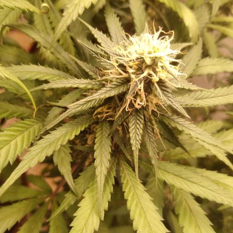 Colômbia kkau  growlog photo: Kku3