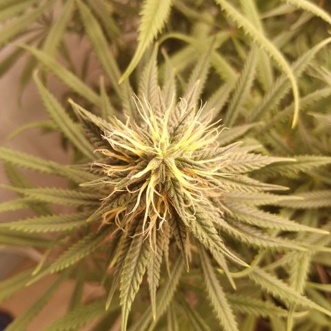 Colômbia kkau  growlog photo: Strawberry 
