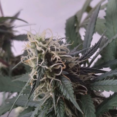 Colômbia kkau  growlog photo: Kku3