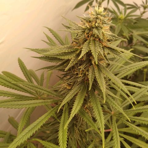 Colômbia kkau  growlog photo: Strawberry 