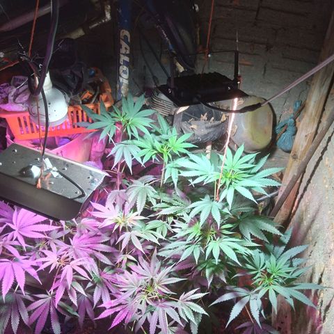 Milk-shake  growlog timeline photo