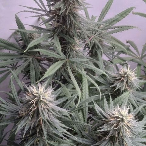 Colômbia kkau  growlog photo: Strawberry 