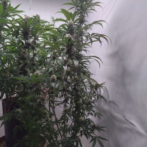 Colômbia kkau  growlog timeline photo
