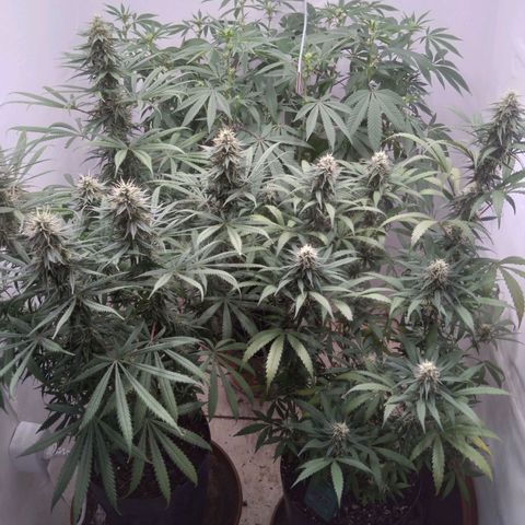 Colômbia kkau  growlog photo: Kku3