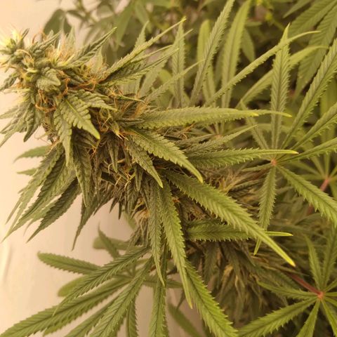 Colômbia kkau  growlog photo: Strawberry 