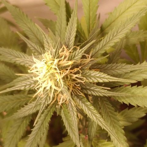 Colômbia kkau  growlog photo: Kku3