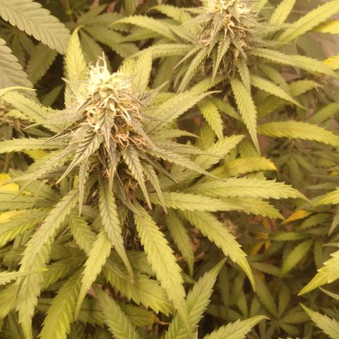 Colômbia kkau  growlog photo: Folhas amarelas 