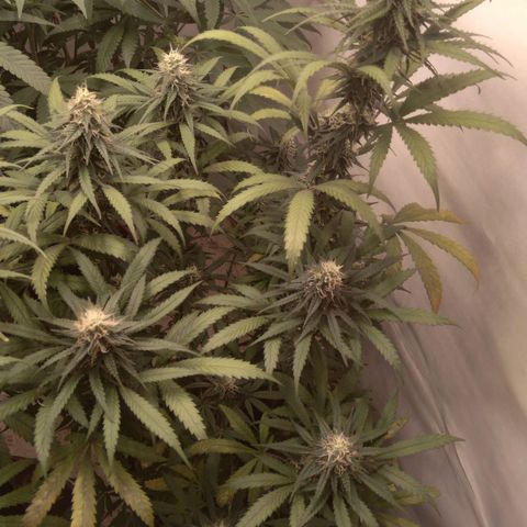 Colômbia kkau  growlog photo: Folhas amarelas 
