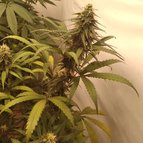 Colômbia kkau  growlog photo: Folhas amarelas 