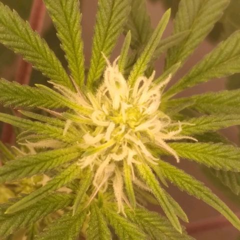 Limonada de Manga growlog timeline photo