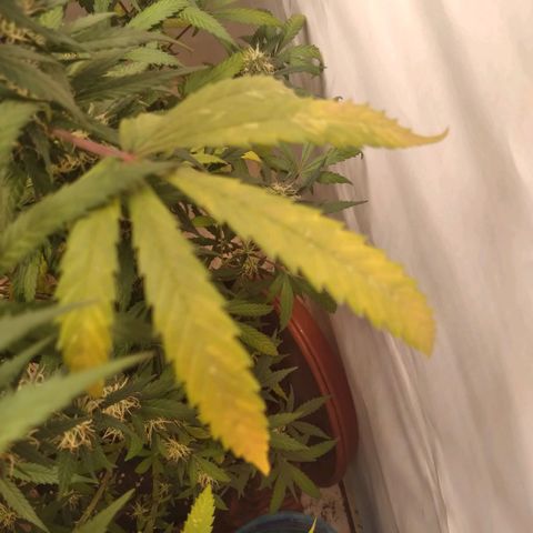 Colômbia kkau  growlog timeline photo