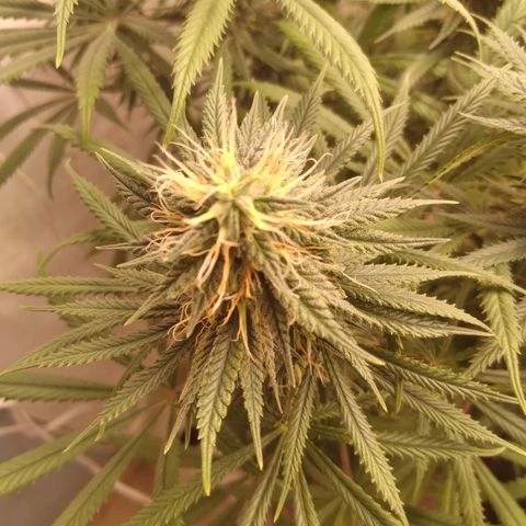 Strawberry banana kush  growlog timeline photo