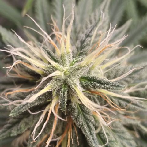 Strawberry banana kush  growlog timeline photo