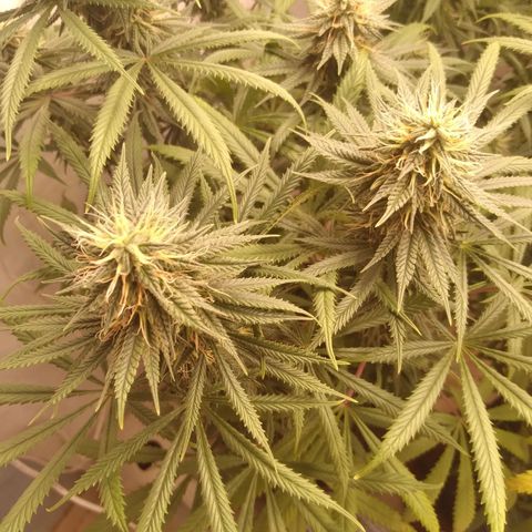 Strawberry banana kush  growlog timeline photo