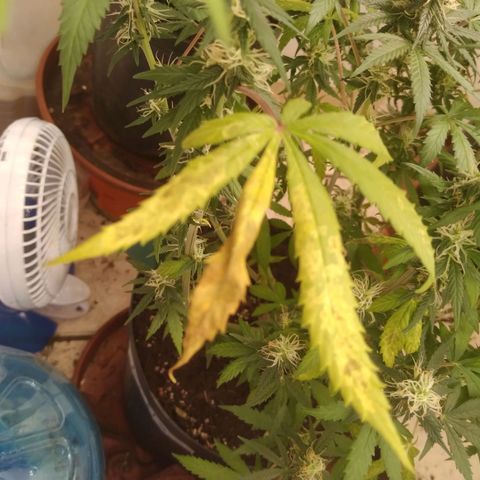 Colômbia kkau  growlog timeline photo