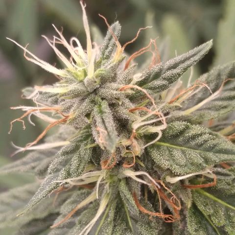 Strawberry banana kush  growlog timeline photo