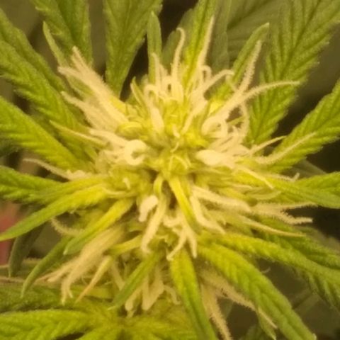 Limonada de Manga growlog timeline photo