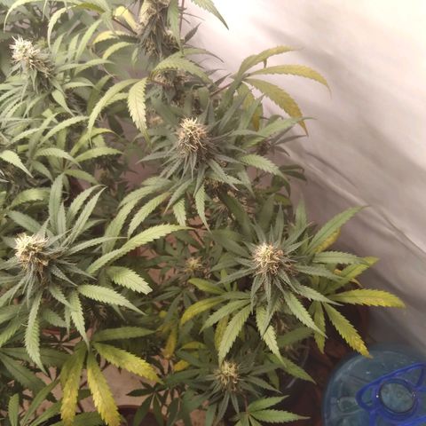 Colômbia kkau  growlog timeline photo