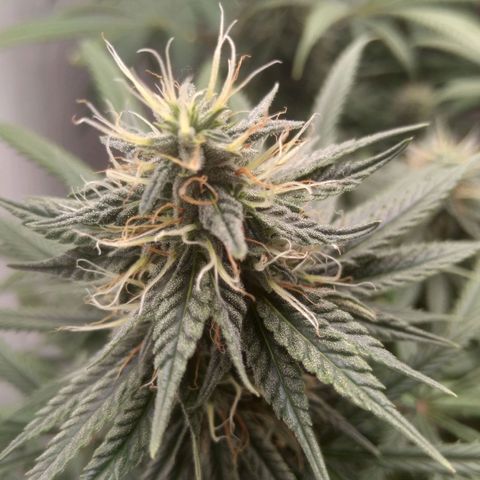 Strawberry banana kush  growlog timeline photo