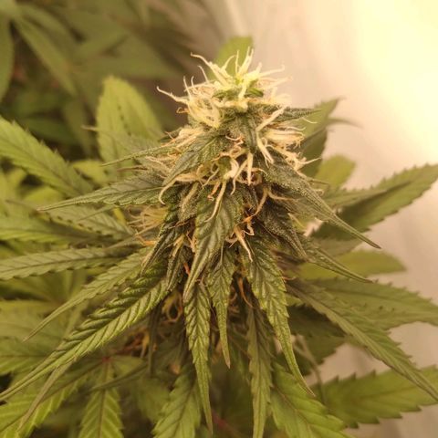 Colômbia kkau  growlog photo: Folhas amarelas 
