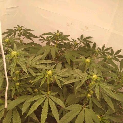 Limonada de Manga growlog timeline photo