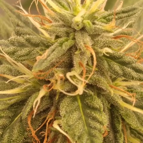 Strawberry banana kush  growlog timeline photo