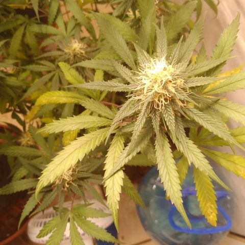 Colômbia kkau  growlog photo: Folhas amarelas 