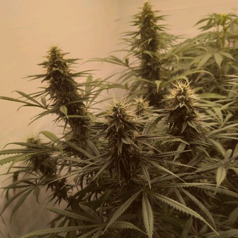 Strawberry banana kush  growlog timeline photo