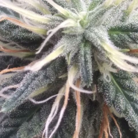 Strawberry banana kush  growlog timeline photo
