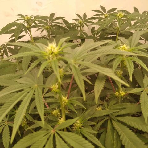 Limonada de Manga growlog timeline photo