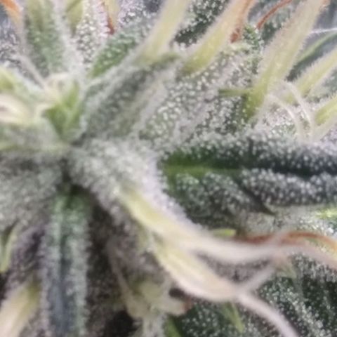 Strawberry banana kush  growlog timeline photo