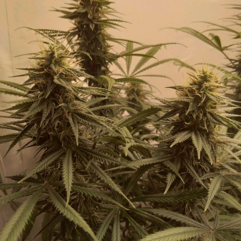 Strawberry banana kush  growlog timeline photo