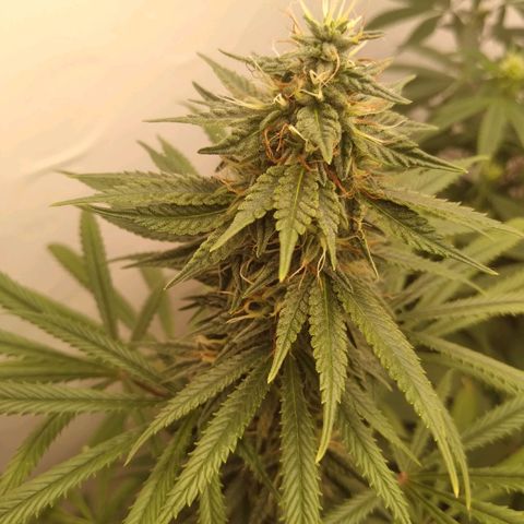 Strawberry banana kush  growlog timeline photo