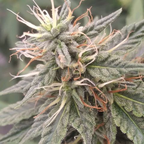 Strawberry banana kush  growlog timeline photo
