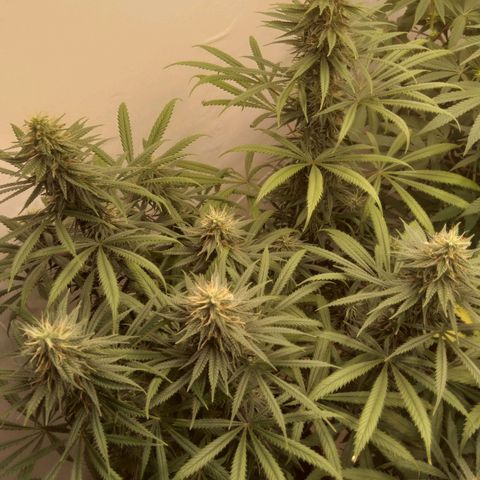 Strawberry banana kush  growlog timeline photo