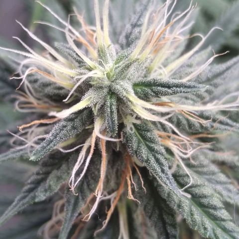 Strawberry banana kush  growlog timeline photo