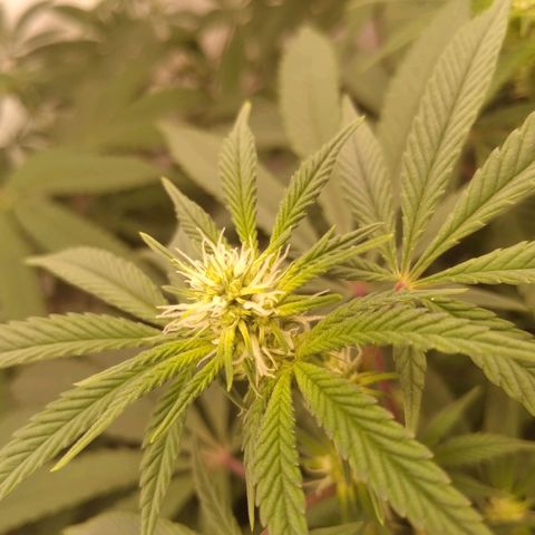 Limonada de Manga growlog timeline photo