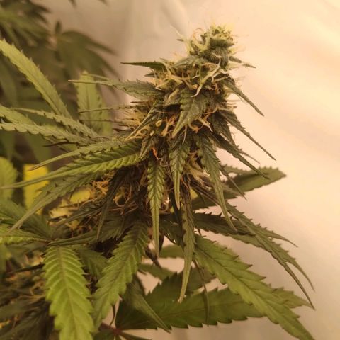 Colômbia kkau  growlog photo: Folhas amarelas 