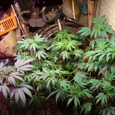 Milk-shake  growlog timeline photo