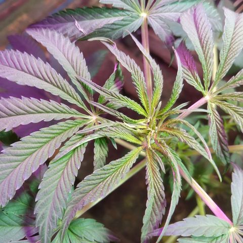 Milk-shake  growlog timeline photo