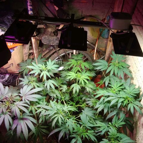 Milk-shake  growlog timeline photo