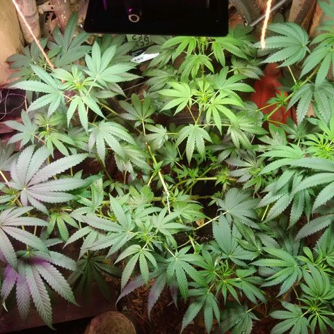 Milk-shake  growlog timeline photo